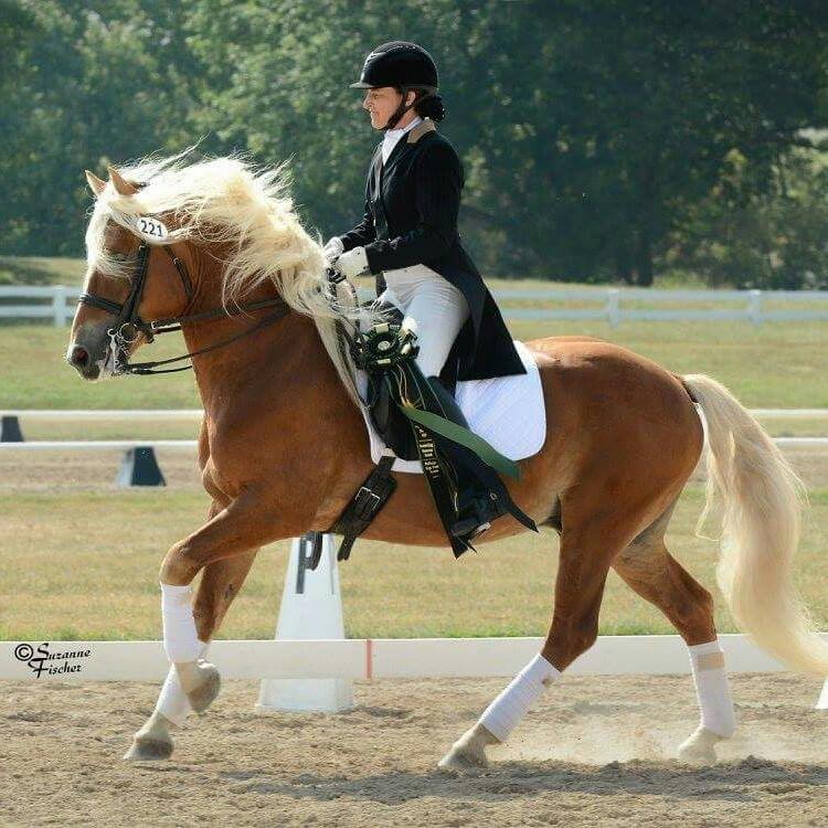 Haflinger Ponies